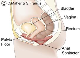 Anatomy Mypelvicfloor