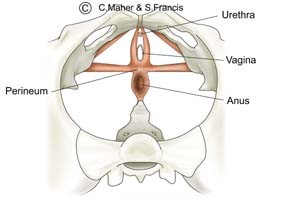 Diagram of a female pelvis indicating the urethra, vagina, anus, and perineum muscles