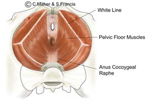 Anatomy Mypelvicfloor